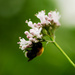 Bumblebee on flower by elisasaeter