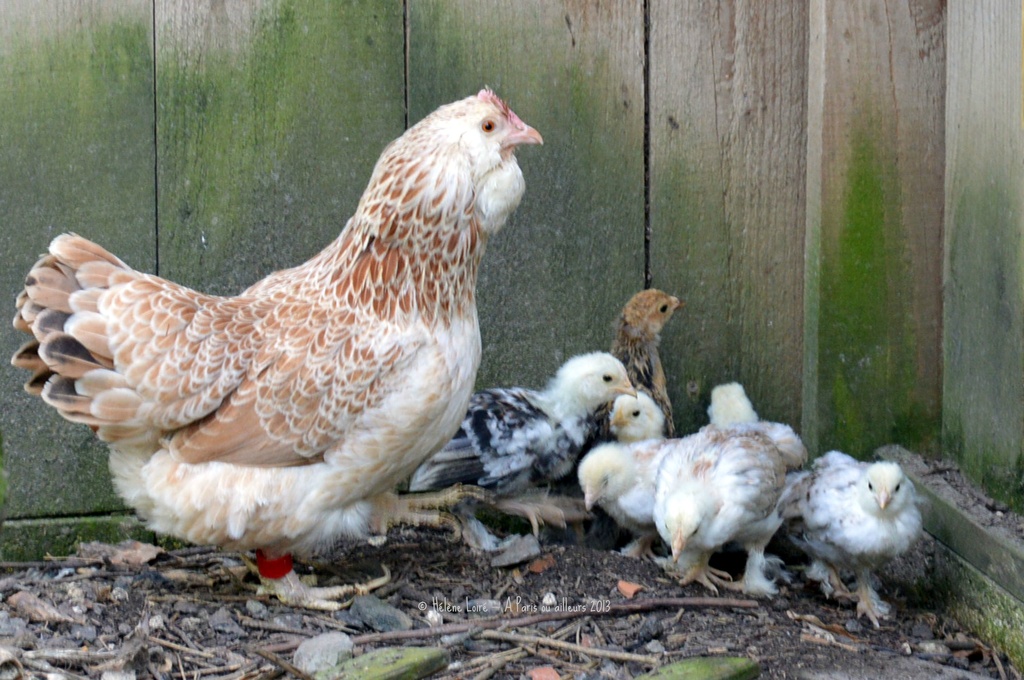 hen family by parisouailleurs