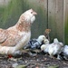 hen family by parisouailleurs
