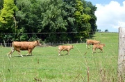 7th Jul 2013 - cattle family