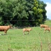 cattle family by parisouailleurs