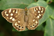 10th Jul 2013 - SPECKLED WOOD