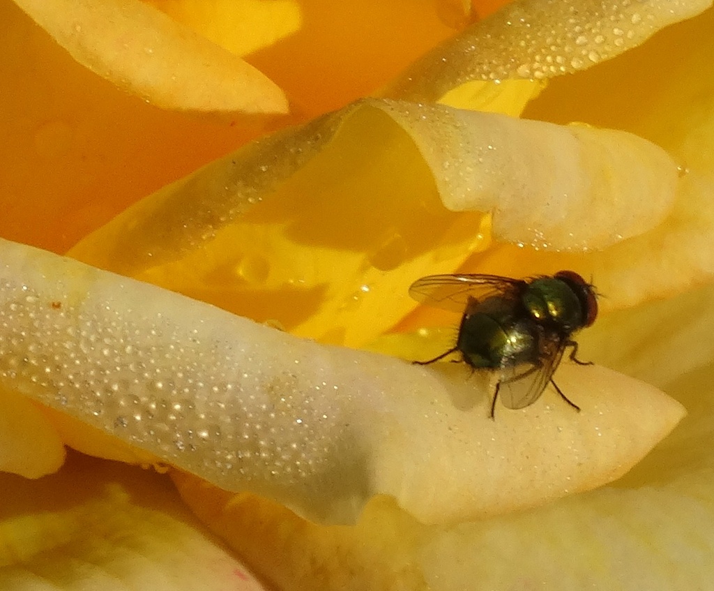 Day 36 Fly on Yellow Rose by rminer