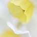 Abstract Daffodil by sugarmuser