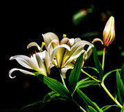 11th Jul 2013 - Lily Light 