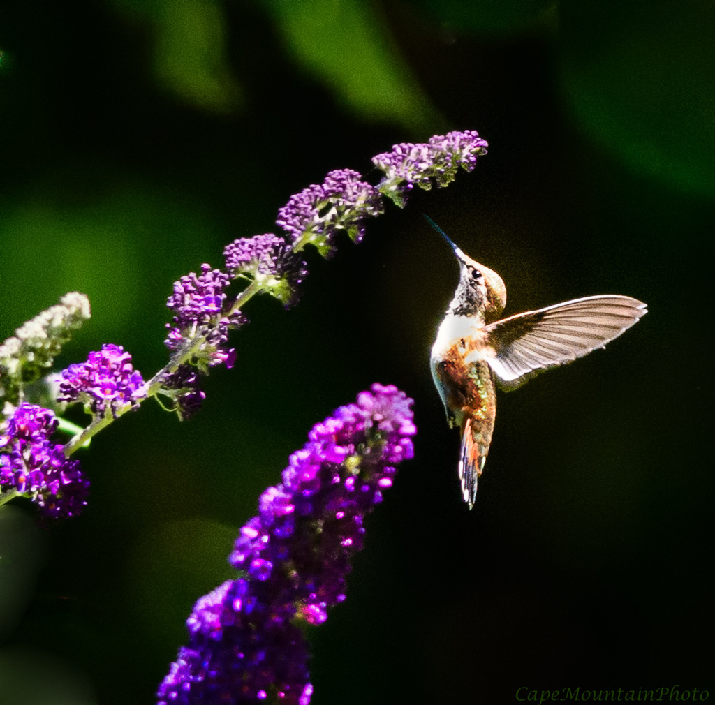 Hummer In Butterfly Bush  by jgpittenger