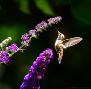 11th Jul 2013 - Hummer In Butterfly Bush 