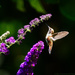 Hummer In Butterfly Bush  by jgpittenger