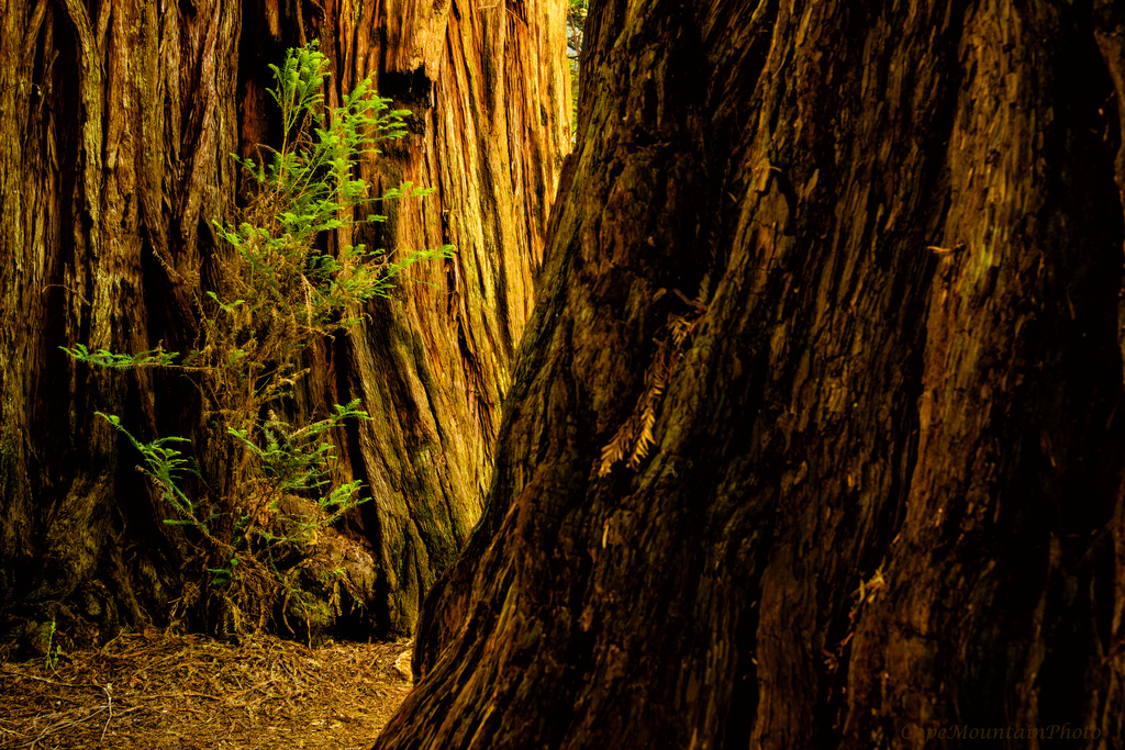 Redwoods Up Close and Personal  by jgpittenger