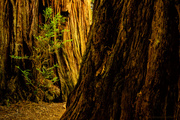 11th Jul 2013 - Redwoods Up Close and Personal 