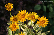 10th Jul 2013 - Coreopsis Cluster