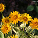 Coreopsis Cluster by falcon11