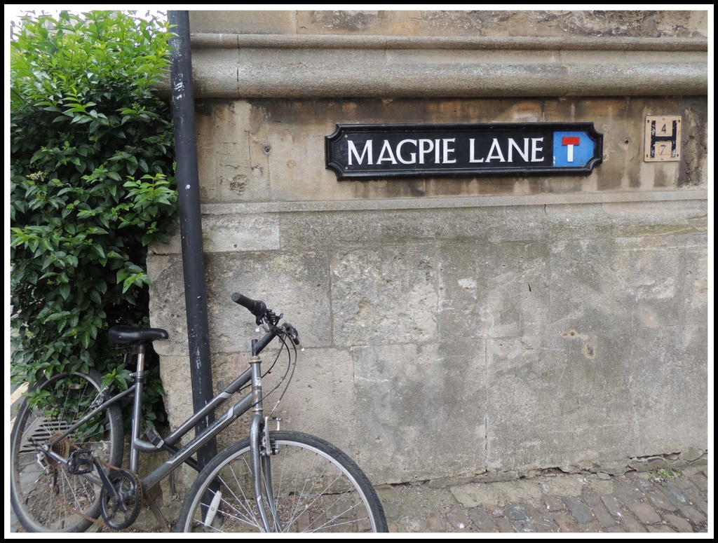 Magpie Lane by allie912
