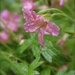 Do hardy geraniums cry? by princessleia