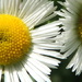 Little  daisy by dianezelia