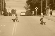 10th Jul 2013 - Walking the Dogs