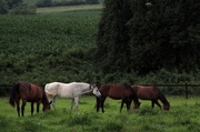 10th Jul 2013 - The White Horse Of The Family