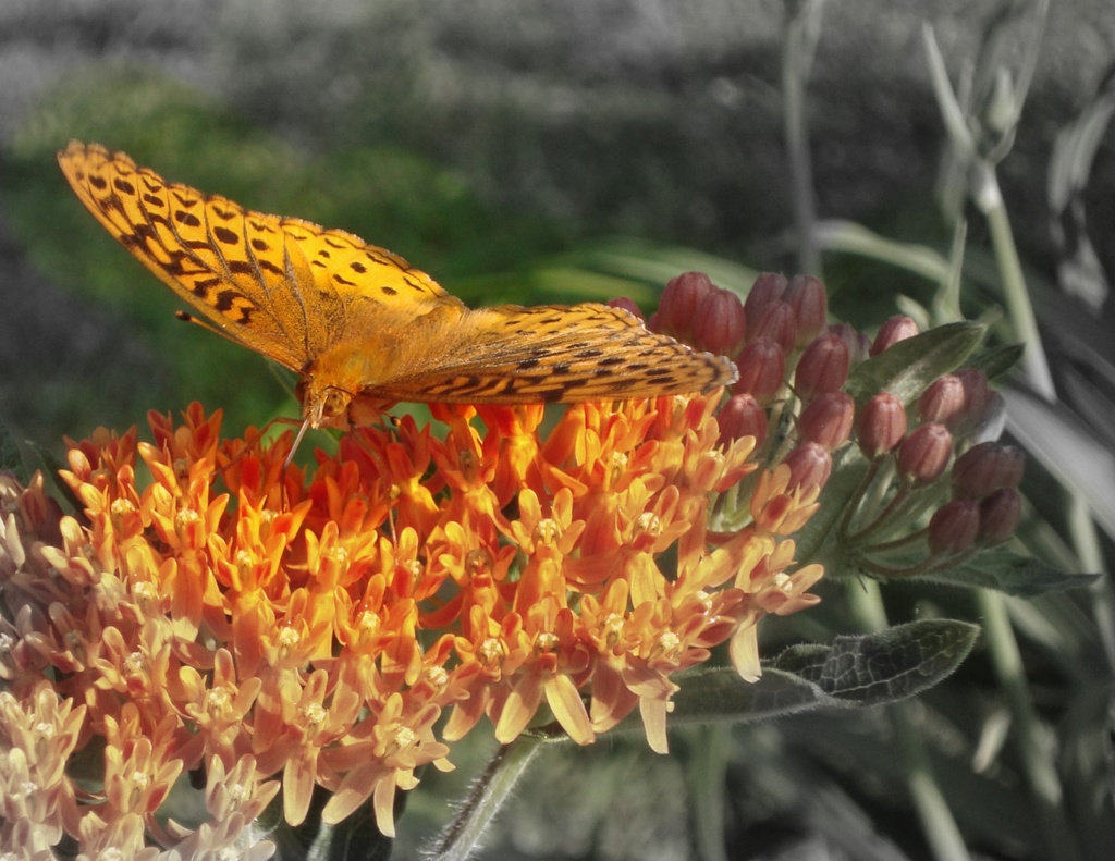 Butterfly on Butterfly Bush by mcsiegle