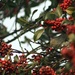 Red Berries by wenbow