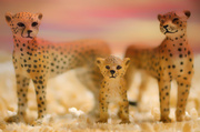 11th Jul 2013 - Cheetah Famly