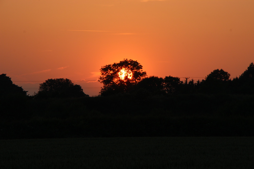 Summer sunset by shepherdman