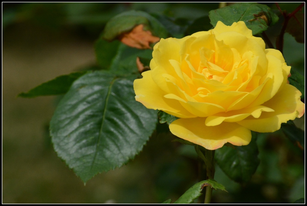 The yellow rose of Texas by rosiekind