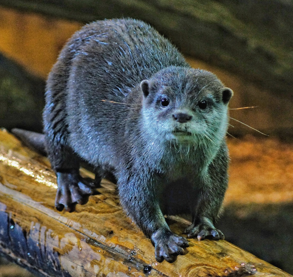 Otter cuteness by jesperani