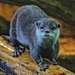 Otter cuteness by jesperani