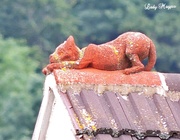 11th Jul 2013 - Call the Fire Brigade, the Cats on the Roof