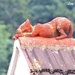 Call the Fire Brigade, the Cats on the Roof by ladymagpie
