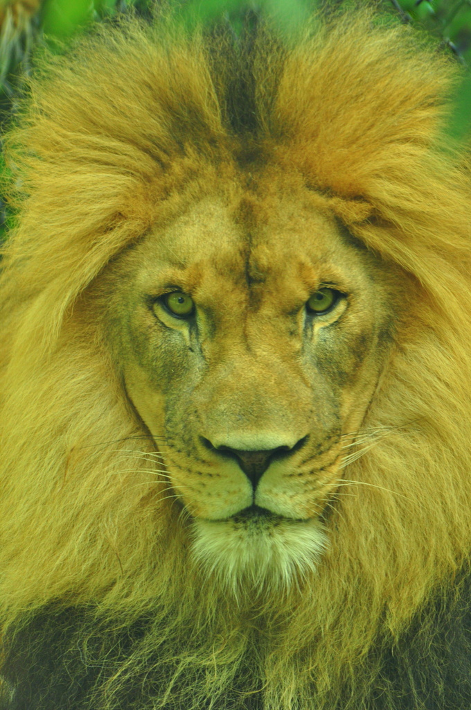 Portrait of a King by jayberg