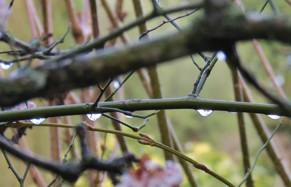 Raindrops by kiwiflora