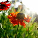 More sunlit flowers by boxplayer