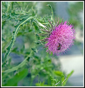 11th Jul 2013 - Bee in Thistle