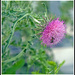 Bee in Thistle by gardencat