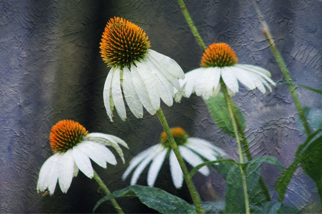Painted Coneflowers by cindymc