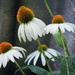 Painted Coneflowers by cindymc