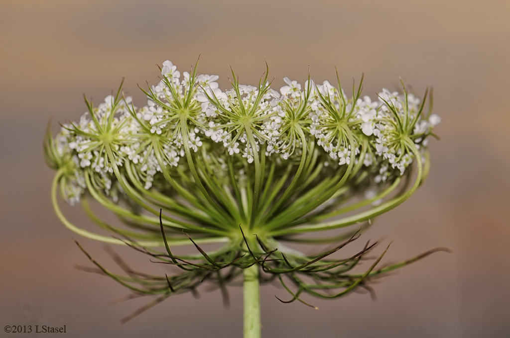 Queen Anne's Lace at Sunset by lstasel