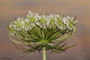 9th Jul 2013 - Queen Anne's Lace at Sunset