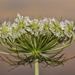 Queen Anne's Lace at Sunset by lstasel