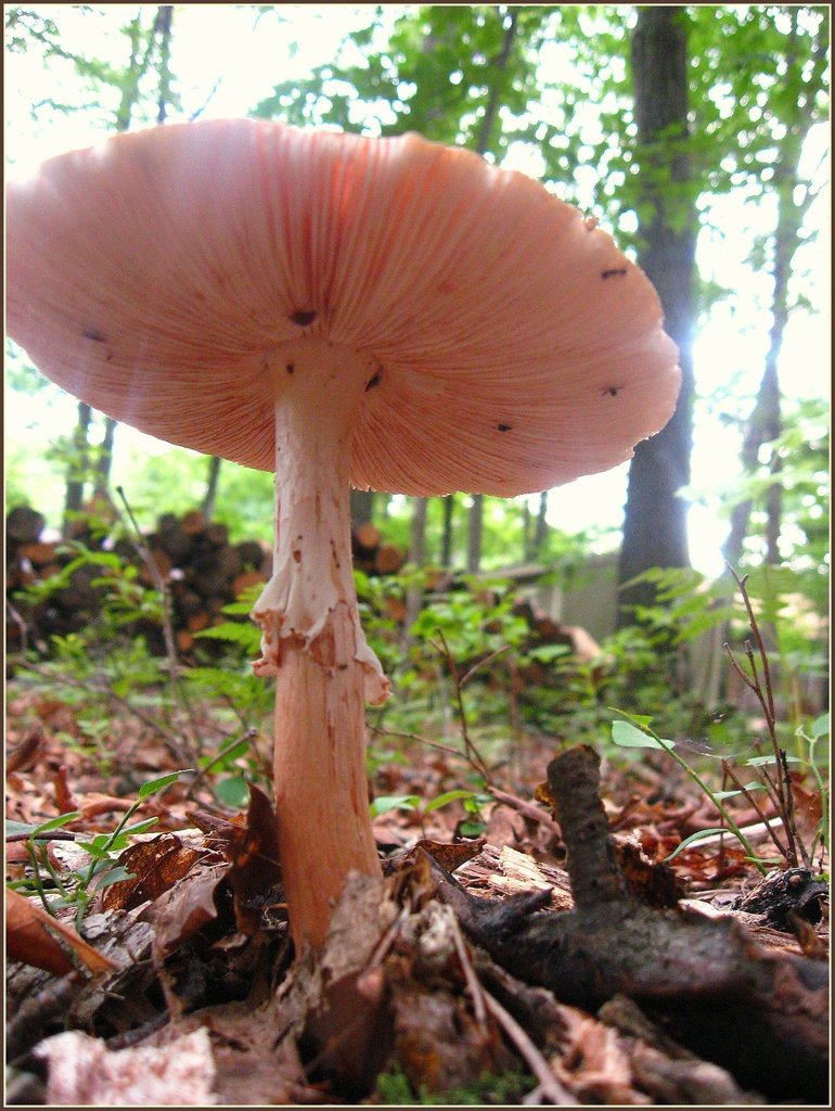 Mushroom by olivetreeann