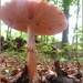 Mushroom by olivetreeann