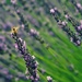 Lavender Fields Forever by pflaume