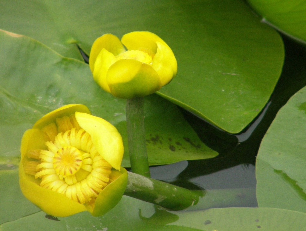 Waterlilies--sooc  by beryl