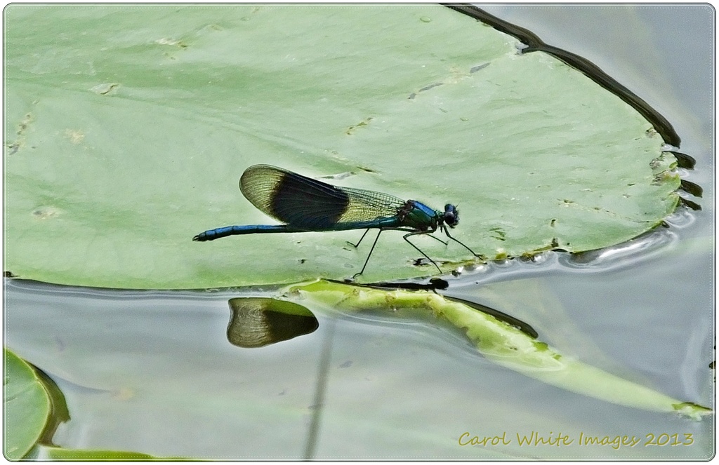 Damsel Fly On A Lily Pad by carolmw