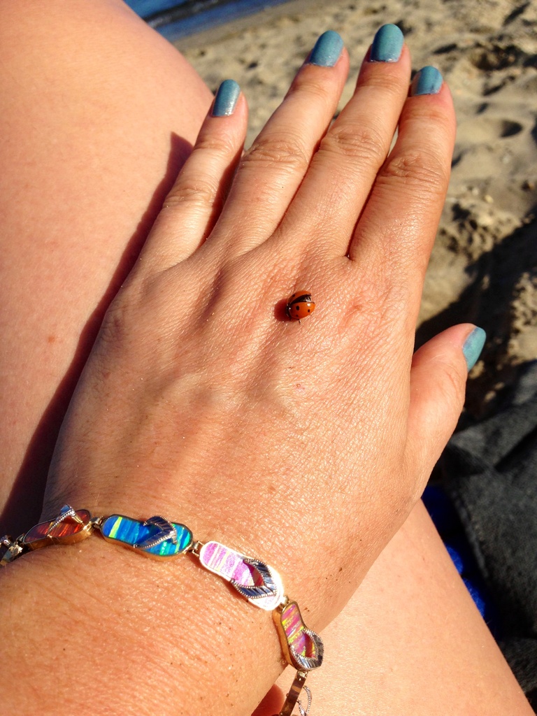 Ladybug on the beach by cocobella