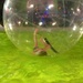 fun in a bubble ! by cocobella