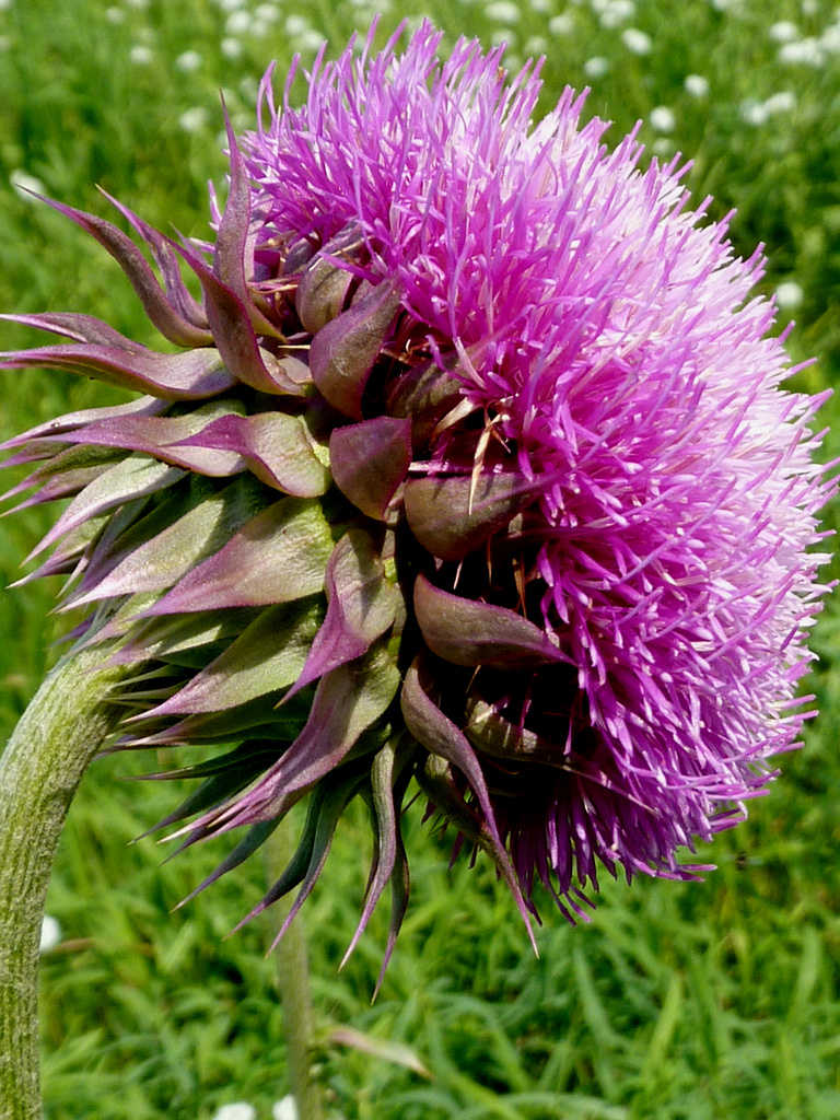 Giant Thistle by denisedaly