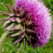 Giant Thistle by denisedaly