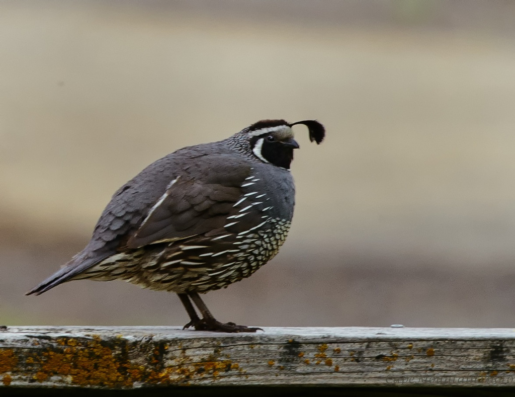 California Quail by jgpittenger